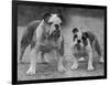 Two Unnamed Bulldogs Stand Together Owned by Green-Thomas Fall-Framed Photographic Print