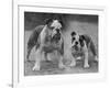 Two Unnamed Bulldogs Stand Together Owned by Green-Thomas Fall-Framed Photographic Print