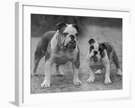 Two Unnamed Bulldogs Stand Together Owned by Green-Thomas Fall-Framed Photographic Print