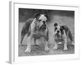 Two Unnamed Bulldogs Stand Together Owned by Green-Thomas Fall-Framed Photographic Print