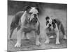 Two Unnamed Bulldogs Stand Together Owned by Green-Thomas Fall-Mounted Photographic Print