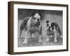 Two Unnamed Bulldogs Stand Together Owned by Green-Thomas Fall-Framed Photographic Print