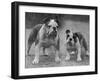 Two Unnamed Bulldogs Stand Together Owned by Green-Thomas Fall-Framed Photographic Print
