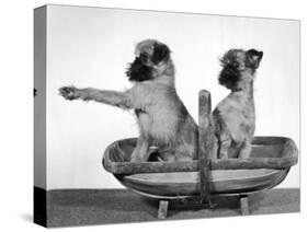 Two Unnamed Griffons Owned by Scholfield Sitting in a Trug-Thomas Fall-Stretched Canvas