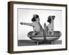 Two Unnamed Griffons Owned by Scholfield Sitting in a Trug-Thomas Fall-Framed Photographic Print