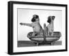 Two Unnamed Griffons Owned by Scholfield Sitting in a Trug-Thomas Fall-Framed Photographic Print