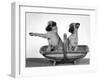 Two Unnamed Griffons Owned by Scholfield Sitting in a Trug-Thomas Fall-Framed Photographic Print