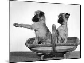 Two Unnamed Griffons Owned by Scholfield Sitting in a Trug-Thomas Fall-Mounted Photographic Print