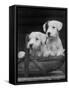 Two Unnamed Sealyhams Sitting in a Trug-Thomas Fall-Framed Stretched Canvas
