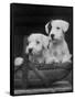 Two Unnamed Sealyhams Sitting in a Trug-Thomas Fall-Framed Stretched Canvas