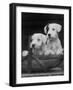 Two Unnamed Sealyhams Sitting in a Trug-Thomas Fall-Framed Photographic Print