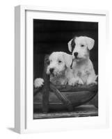 Two Unnamed Sealyhams Sitting in a Trug-Thomas Fall-Framed Photographic Print