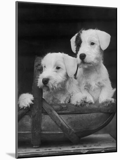 Two Unnamed Sealyhams Sitting in a Trug-Thomas Fall-Mounted Photographic Print