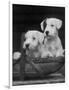 Two Unnamed Sealyhams Sitting in a Trug-Thomas Fall-Framed Photographic Print