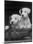 Two Unnamed Sealyhams Sitting in a Trug-Thomas Fall-Mounted Photographic Print