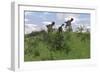 Two Utahraptors Chasing a Gigantoraptor across a Grassy Field-null-Framed Premium Giclee Print