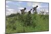 Two Utahraptors Chasing a Gigantoraptor across a Grassy Field-null-Mounted Premium Giclee Print