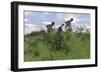 Two Utahraptors Chasing a Gigantoraptor across a Grassy Field-null-Framed Art Print