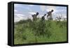 Two Utahraptors Chasing a Gigantoraptor across a Grassy Field-null-Framed Stretched Canvas