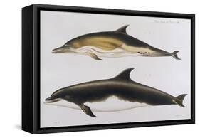 Two Varieties of Dolphin: Delphinus Delphis (Top) Delphinus Tursio-J. Smit-Framed Stretched Canvas