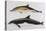 Two Varieties of Dolphin: Delphinus Delphis (Top) Delphinus Tursio-J. Smit-Stretched Canvas