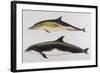 Two Varieties of Dolphin: Delphinus Delphis (Top) Delphinus Tursio-J. Smit-Framed Art Print