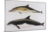 Two Varieties of Dolphin: Delphinus Delphis (Top) Delphinus Tursio-J. Smit-Mounted Art Print