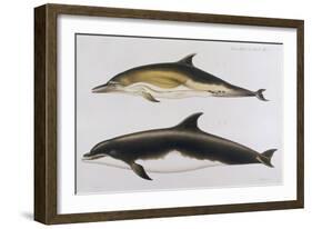 Two Varieties of Dolphin: Delphinus Delphis (Top) Delphinus Tursio-J. Smit-Framed Art Print