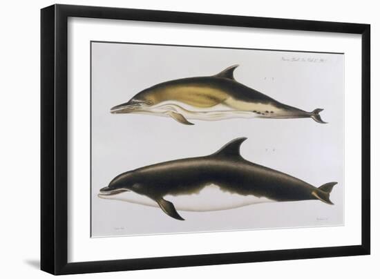 Two Varieties of Dolphin: Delphinus Delphis (Top) Delphinus Tursio-J. Smit-Framed Art Print