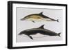 Two Varieties of Dolphin: Delphinus Delphis (Top) Delphinus Tursio-J. Smit-Framed Art Print