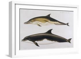 Two Varieties of Dolphin: Delphinus Delphis (Top) Delphinus Tursio-J. Smit-Framed Art Print