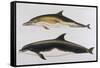 Two Varieties of Dolphin: Delphinus Delphis (Top) Delphinus Tursio-J. Smit-Framed Stretched Canvas