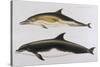 Two Varieties of Dolphin: Delphinus Delphis (Top) Delphinus Tursio-J. Smit-Stretched Canvas