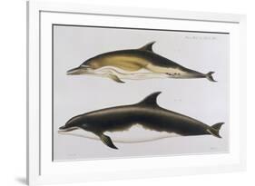 Two Varieties of Dolphin: Delphinus Delphis (Top) Delphinus Tursio-J. Smit-Framed Premium Giclee Print