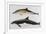 Two Varieties of Dolphin: Delphinus Delphis (Top) Delphinus Tursio-J. Smit-Framed Premium Giclee Print