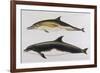 Two Varieties of Dolphin: Delphinus Delphis (Top) Delphinus Tursio-J. Smit-Framed Premium Giclee Print