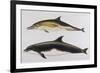 Two Varieties of Dolphin: Delphinus Delphis (Top) Delphinus Tursio-J. Smit-Framed Premium Giclee Print