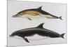 Two Varieties of Dolphin: Delphinus Delphis (Top) Delphinus Tursio-J. Smit-Mounted Premium Giclee Print