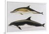 Two Varieties of Dolphin: Delphinus Delphis (Top) Delphinus Tursio-J. Smit-Framed Art Print