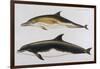 Two Varieties of Dolphin: Delphinus Delphis (Top) Delphinus Tursio-J. Smit-Framed Art Print