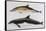 Two Varieties of Dolphin: Delphinus Delphis (Top) Delphinus Tursio-J. Smit-Framed Stretched Canvas