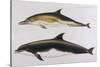 Two Varieties of Dolphin: Delphinus Delphis (Top) Delphinus Tursio-J. Smit-Stretched Canvas