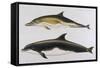 Two Varieties of Dolphin: Delphinus Delphis (Top) Delphinus Tursio-J. Smit-Framed Stretched Canvas