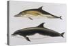 Two Varieties of Dolphin: Delphinus Delphis (Top) Delphinus Tursio-J. Smit-Stretched Canvas