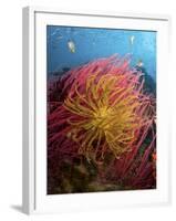 Two Varieties of Feather Star Crinoids, Pisang Islands, Papua, Indonesia-Jones-Shimlock-Framed Photographic Print