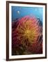 Two Varieties of Feather Star Crinoids, Pisang Islands, Papua, Indonesia-Jones-Shimlock-Framed Photographic Print