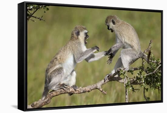 Two Vervet Monkeys (Chlorocebus Aethiops) Playing-James Hager-Framed Stretched Canvas