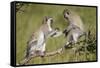 Two Vervet Monkeys (Chlorocebus Aethiops) Playing-James Hager-Framed Stretched Canvas