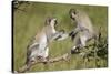Two Vervet Monkeys (Chlorocebus Aethiops) Playing-James Hager-Stretched Canvas