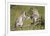 Two Vervet Monkeys (Chlorocebus Aethiops) Playing-James Hager-Framed Photographic Print